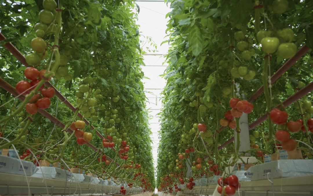 Agribusiness