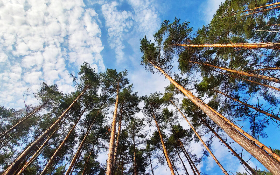 Carbon Reduction & Climate Active Certification